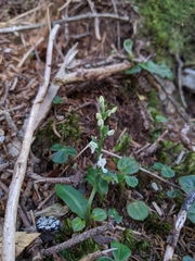 Platanthera brevicalcarata