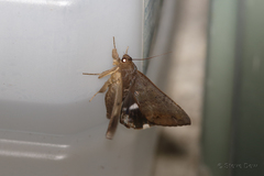 Achaea eusciasta