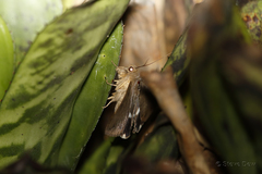 Achaea eusciasta