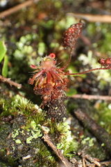 Drosera roseana