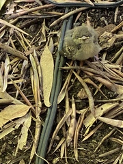 Empidonax difficilis