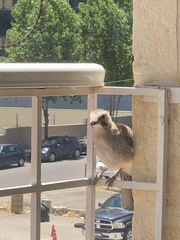 Garrulus glandarius atricapillus