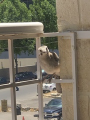 Garrulus glandarius atricapillus