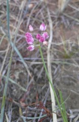 Allium tenuissimum, photograph (c) Юлия, some rights reserved (CC BY)