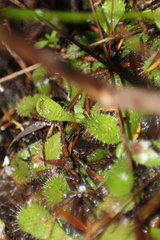 Drosera hamiltonii