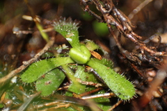 Drosera hamiltonii
