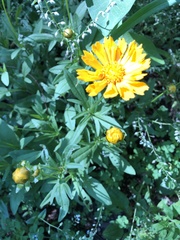 Cosmos sulphureus
