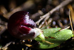 Corybas recurvus