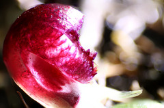 Corybas recurvus