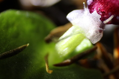 Corybas recurvus