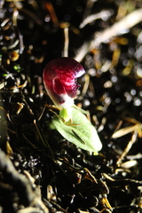 Corybas recurvus