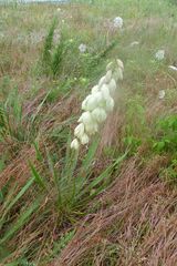 Yucca arkansana