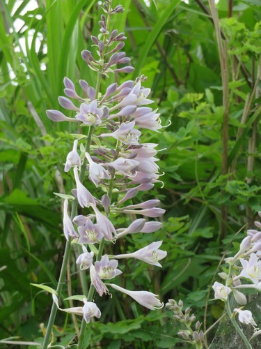 Hosta