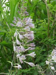 Hosta sieboldiana