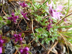 Thymus glabricaulis