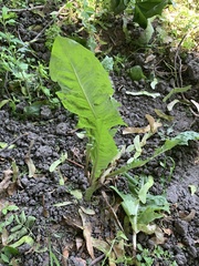 Taraxacum officinale