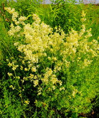 Galium × pomeranicum