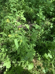 Sisymbrium officinale