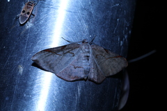 Hypochrosis baenzigeri