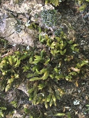 Orthotrichum stramineum