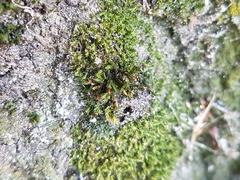 Orthotrichum stramineum