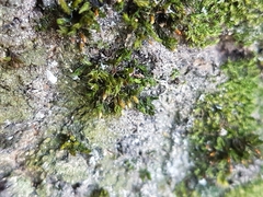 Orthotrichum stramineum