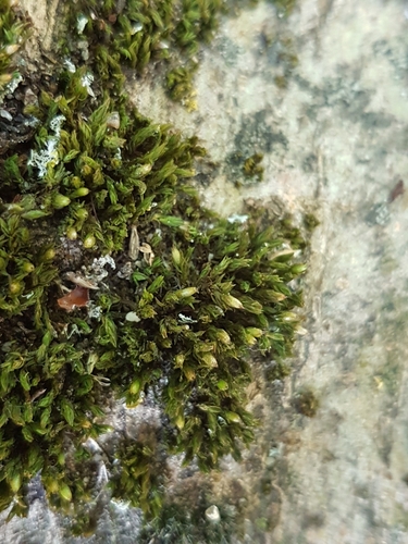 Image of Orthotrichum stramineum by (c) George Greiff, some rights reserved (CC BY)