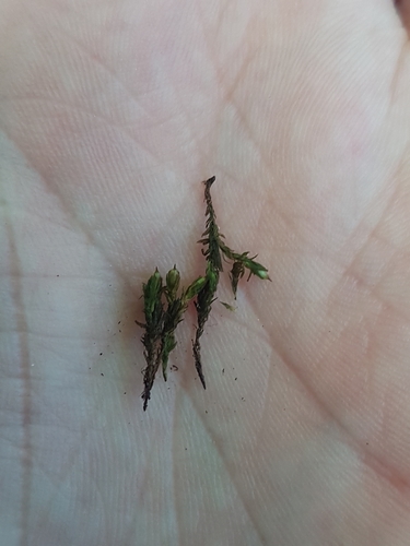 Image of Orthotrichum stramineum by (c) George Greiff, some rights reserved (CC BY)