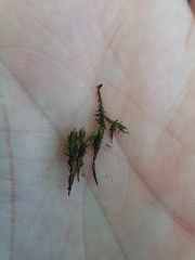 Orthotrichum stramineum