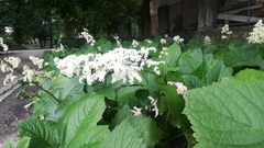 Rodgersia aesculifolia