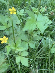Geum urbanum