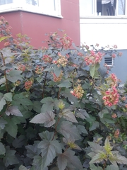 Physocarpus opulifolius