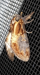 Notodonta scitipennis