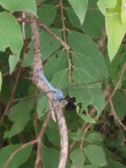 Chalcostephia flavifrons