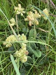 Primula veris