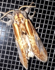 Notodonta scitipennis