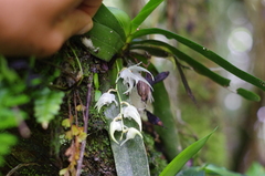 Aeranthes laxiflora image