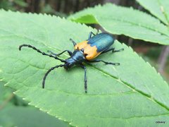 Desmocerus palliatus