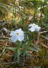 Phlox sibirica