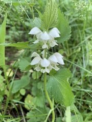 Lamium album