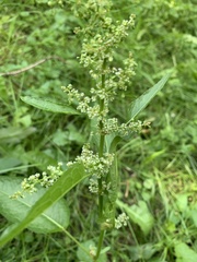Rumex obtusifolius