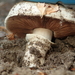 Agaricus bitorquis - Photo (c) Alexis,  זכויות יוצרים חלקיות (CC BY), uploaded by Alexis