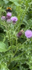 Cirsium arvense