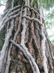 Davallia griffithiana