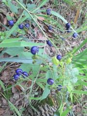 Dianella ensifolia