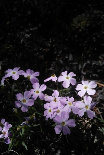 Siberian phlox (Phlox sibirica)