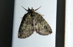 Hydriomena renunciata