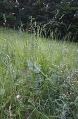 Scrophularia scopolii