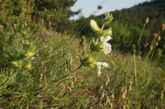 Salvia scabiosifolia