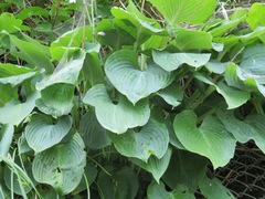 Hosta sieboldiana